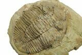 Rare Trilobite (Odontocephalus) - Perry County, Pennsylvania #269778-2
